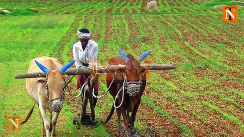 PM Kisan Scheme: 92.89 Lakh Farmers in Maharashtra to Receive ₹1,967 Cr